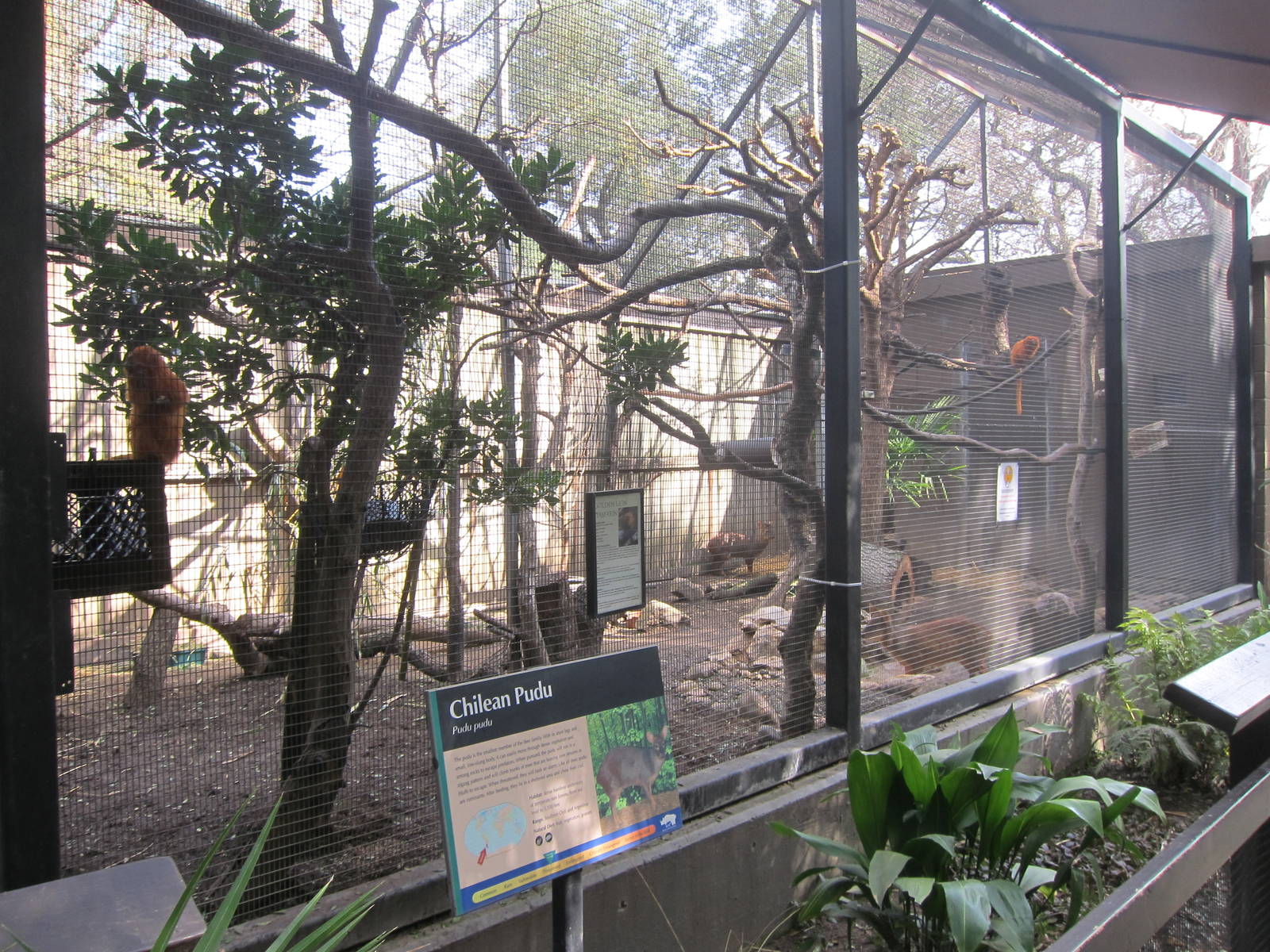Golden Lion Tamarin/Chilean Pudu Exhibit