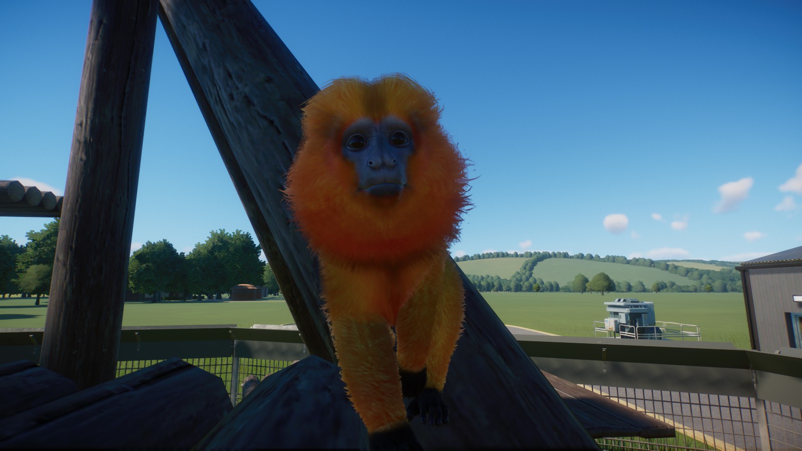 Golden Lion Tamarin closeup