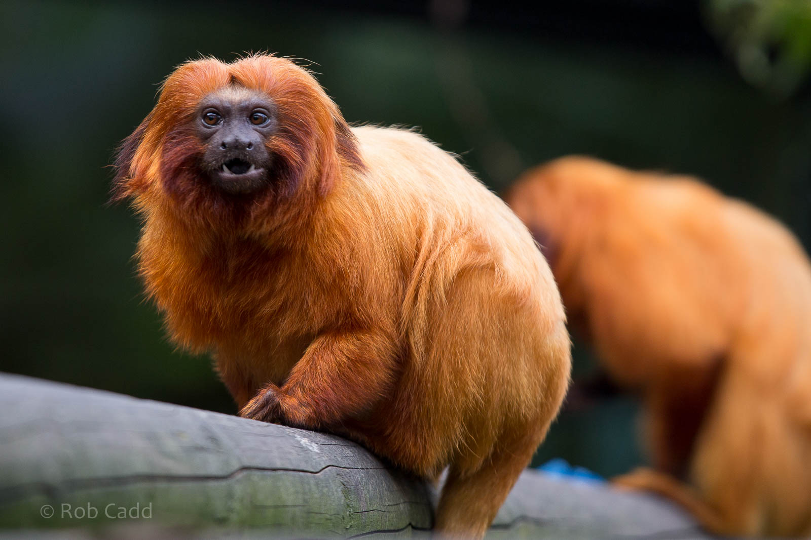 Golden lion tamarin : Colchester : 18 Oct 2014