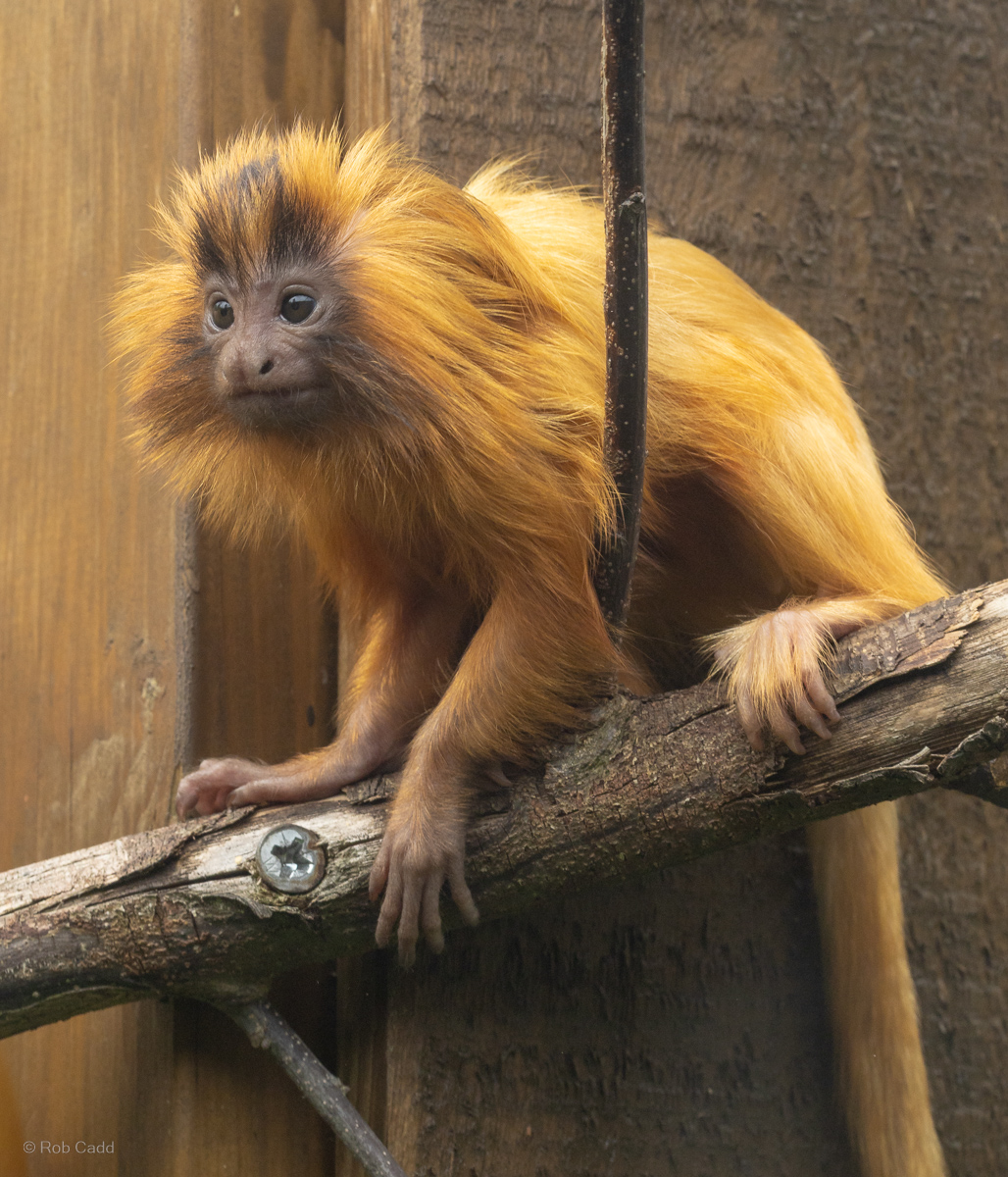 Golden lion tamarin : Colchester Zoo : 17 Jul 2025