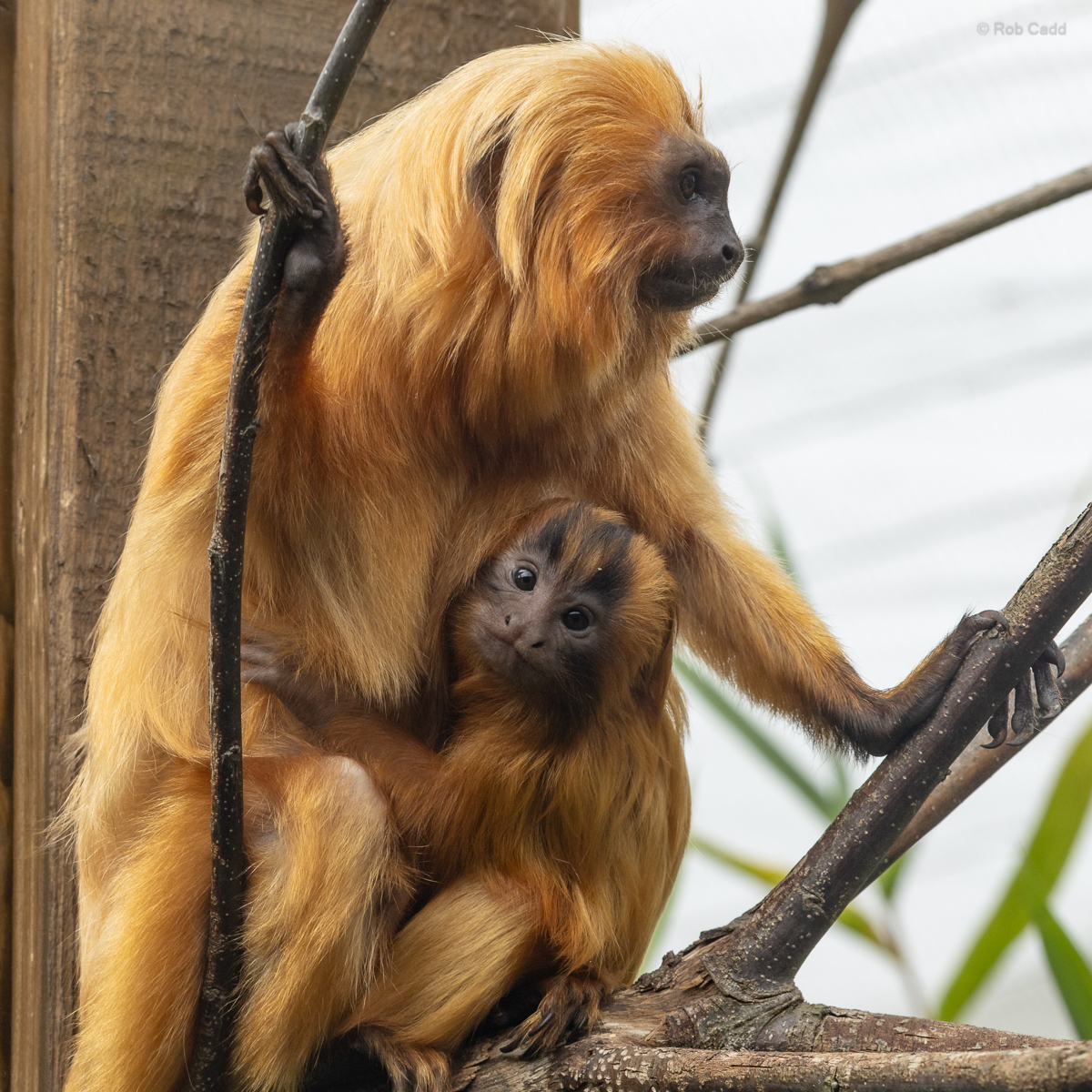Golden lion tamarin : Colchester Zoo : 17 Jul 2025
