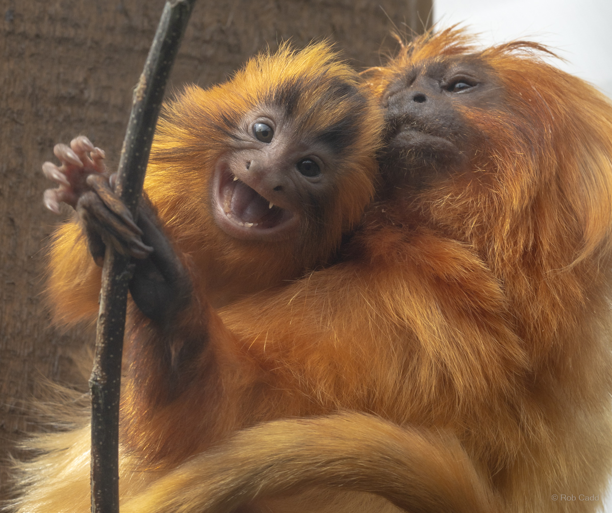 Golden lion tamarin : Colchester Zoo : 17 Jul 2025