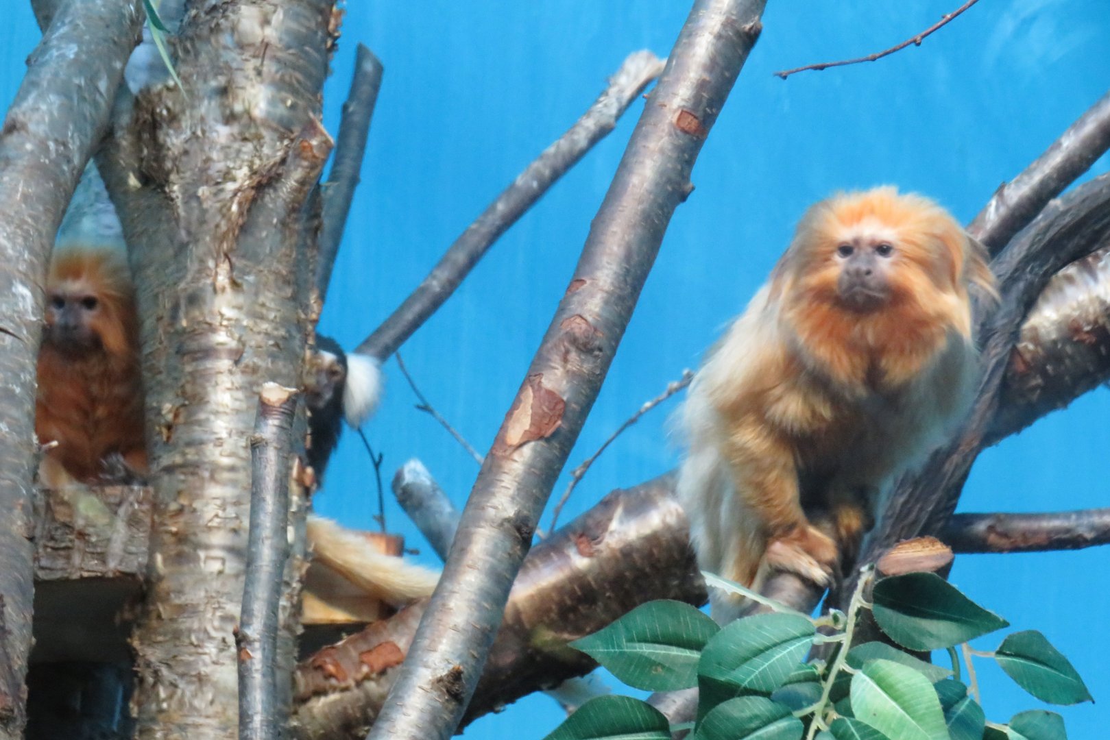 Golden lion tamarin/Common marmoset group shot