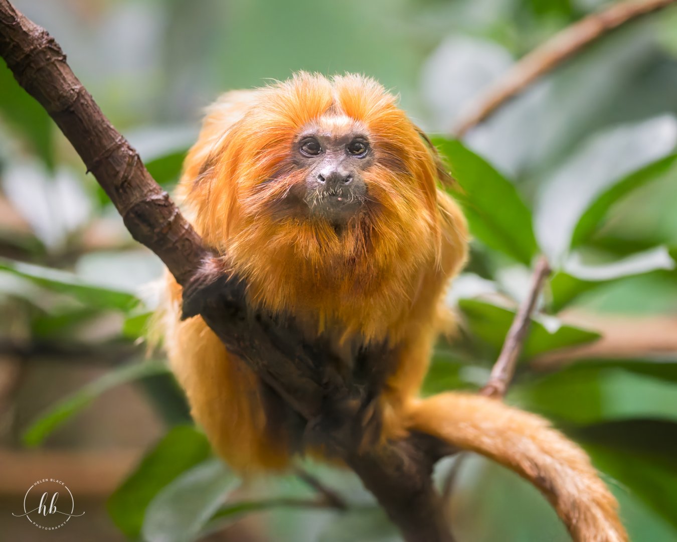Golden lion tamarin / Copenhagen / 30-9-24