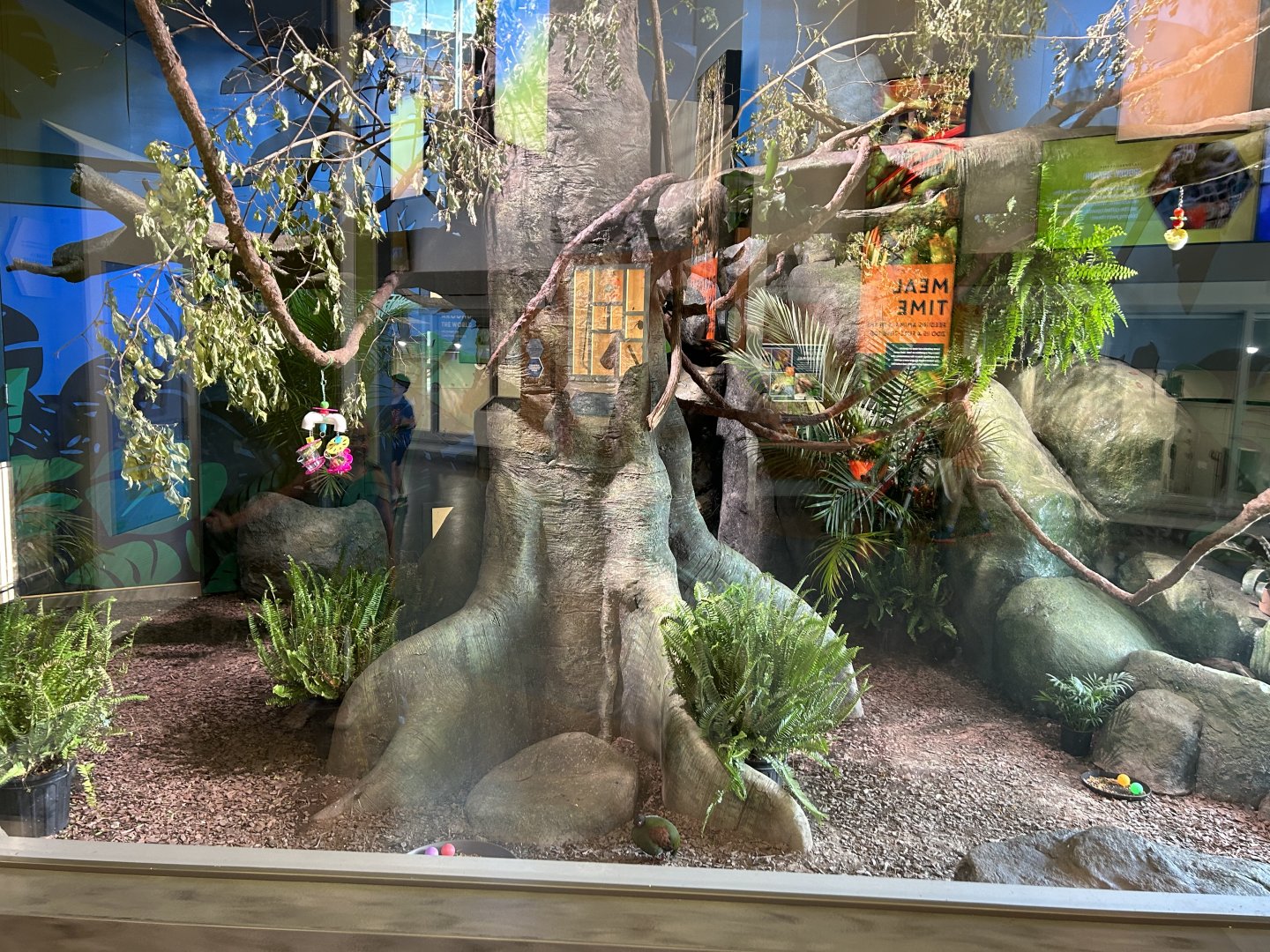 Golden Lion Tamarin/Crested Wood Partridge