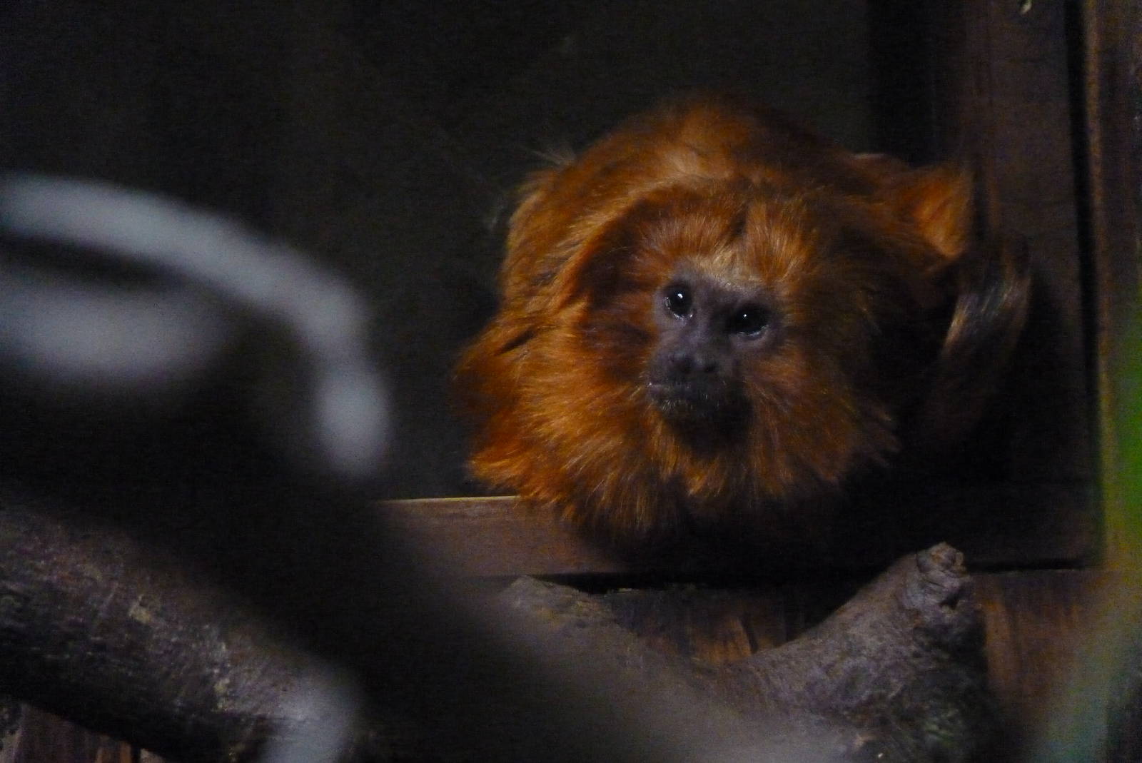 Golden Lion Tamarin, December 2014