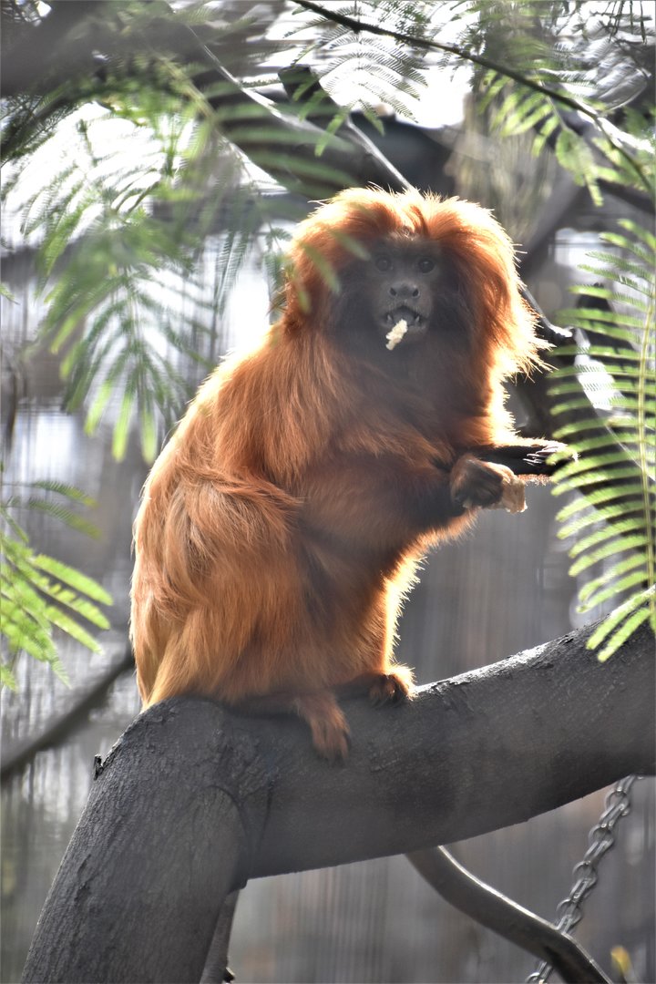 Golden lion tamarin eating