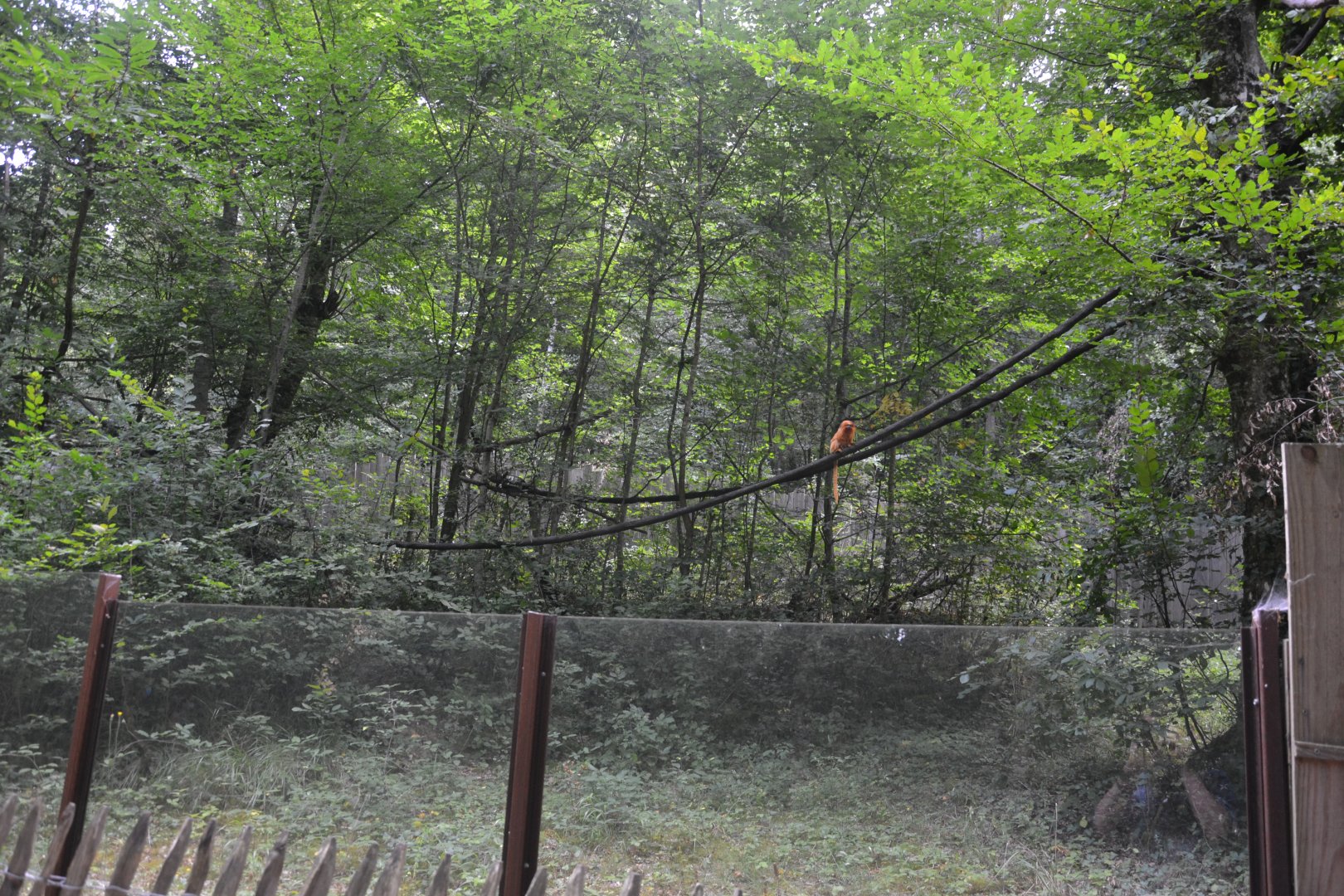 Golden lion tamarin & emperor tamarin exhibition