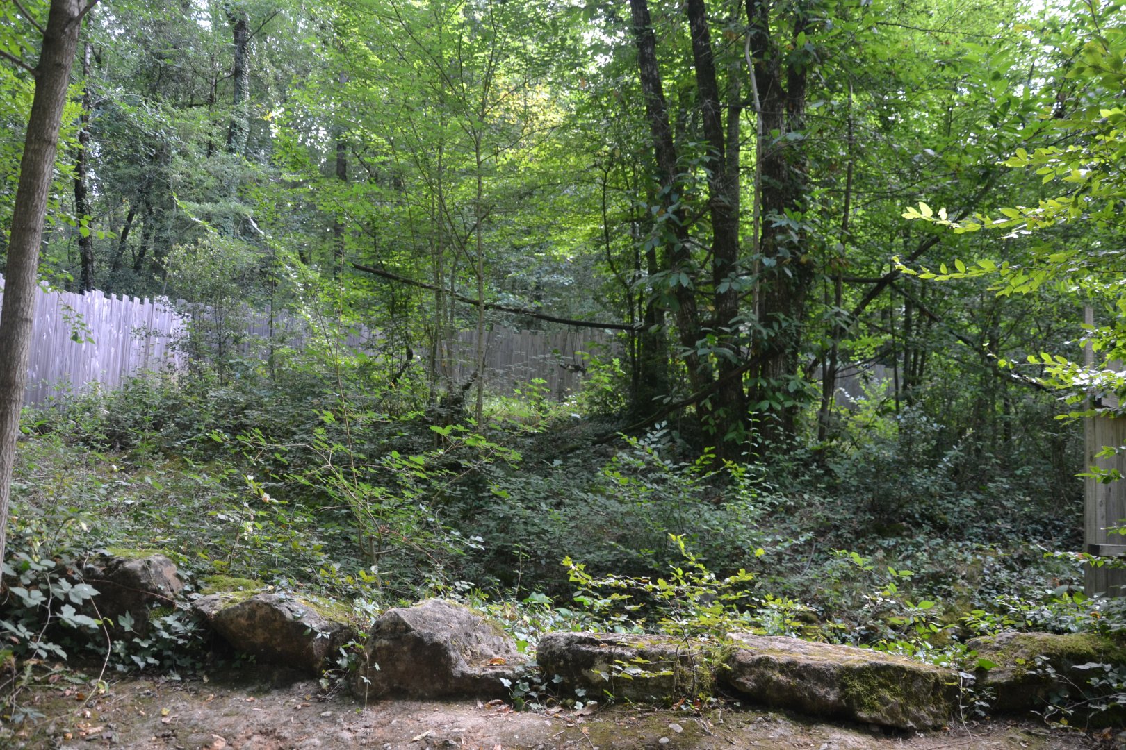 Golden lion tamarin & emperor tamarin exhibition