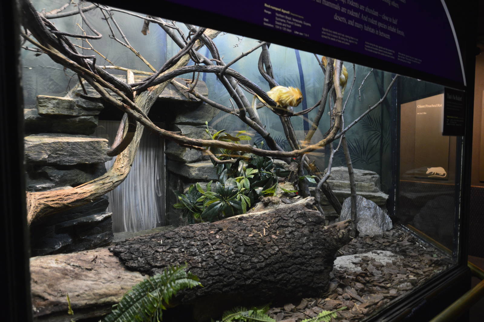 Golden Lion Tamarin enclosure 031215