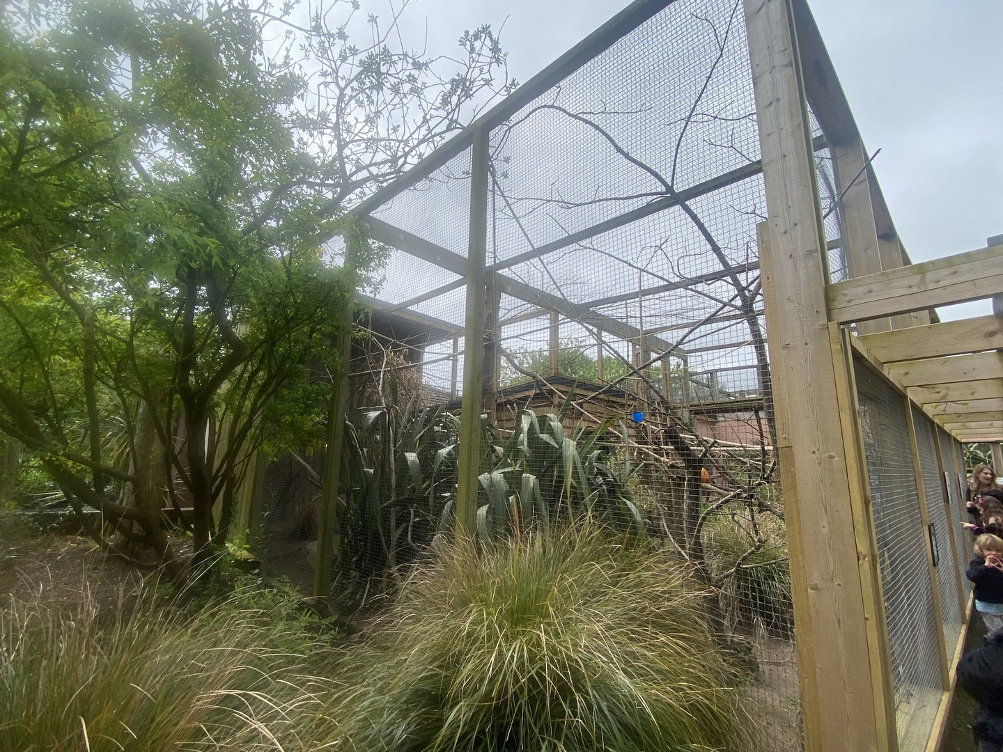 Golden lion tamarin enclosure 060523