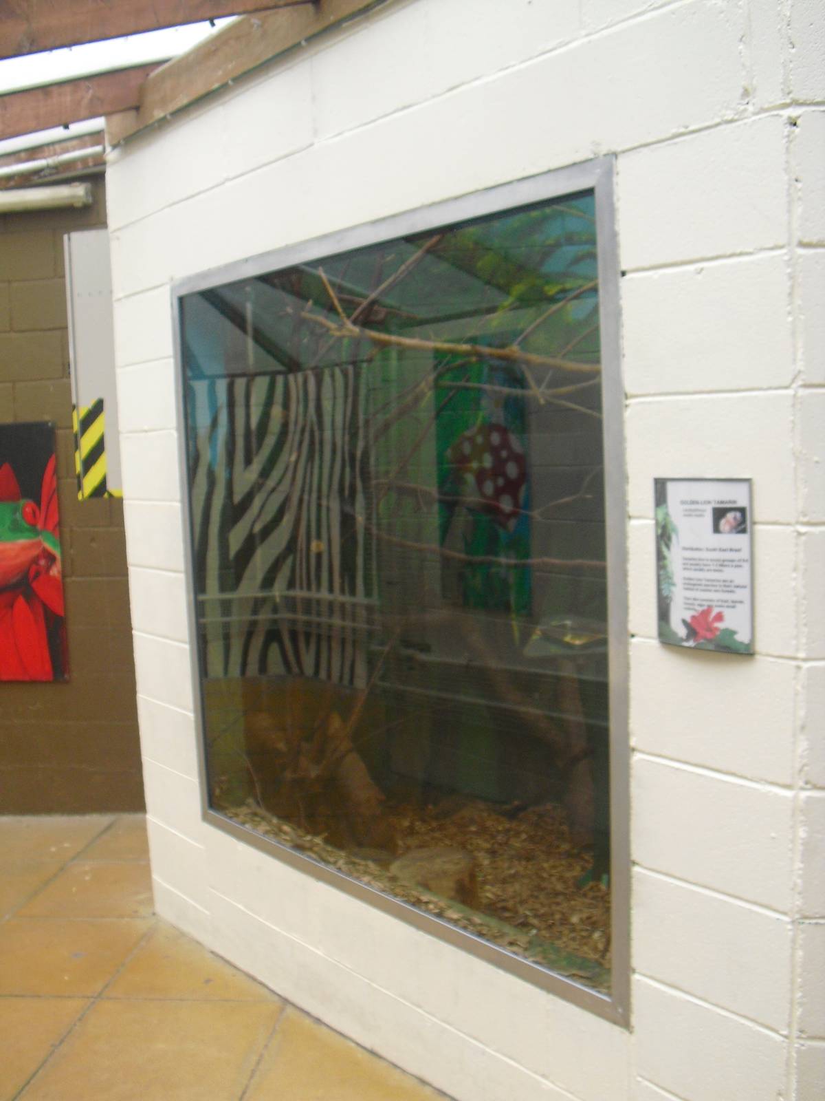 Golden Lion Tamarin Enclosure - 12/10/2011