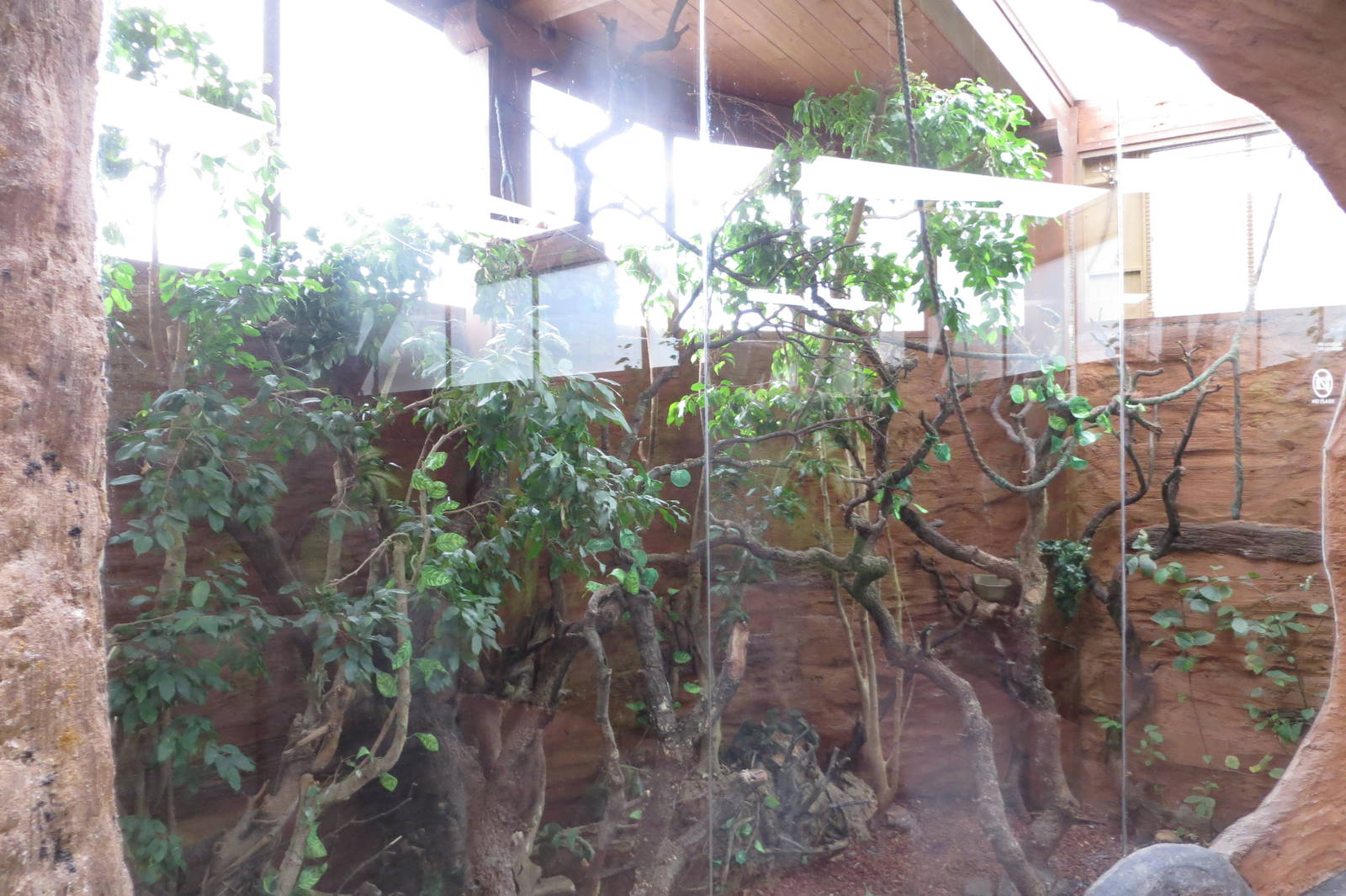 Golden Lion Tamarin enclosure 140216