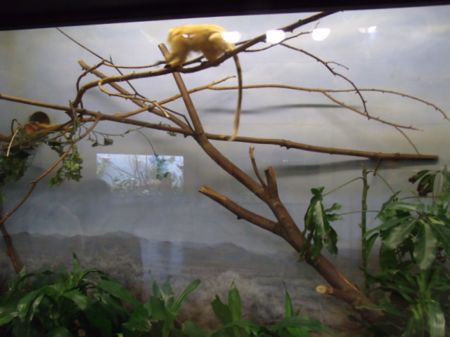 Golden Lion Tamarin Enclosure