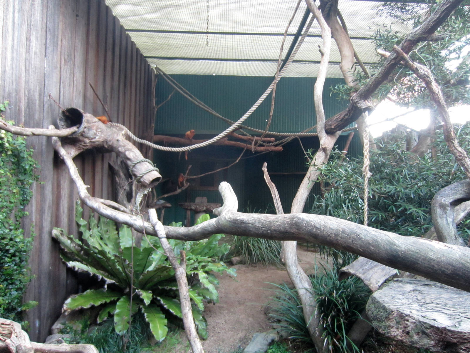 Golden Lion Tamarin enclosure