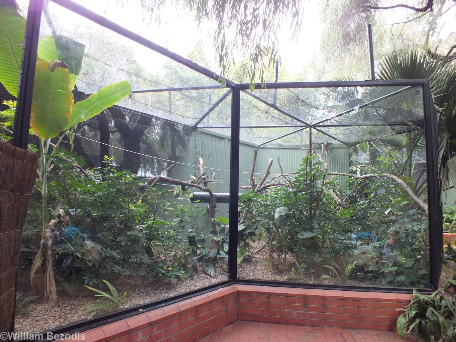 Golden Lion Tamarin Enclosure