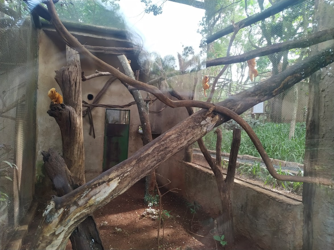 Golden Lion Tamarin Enclosure