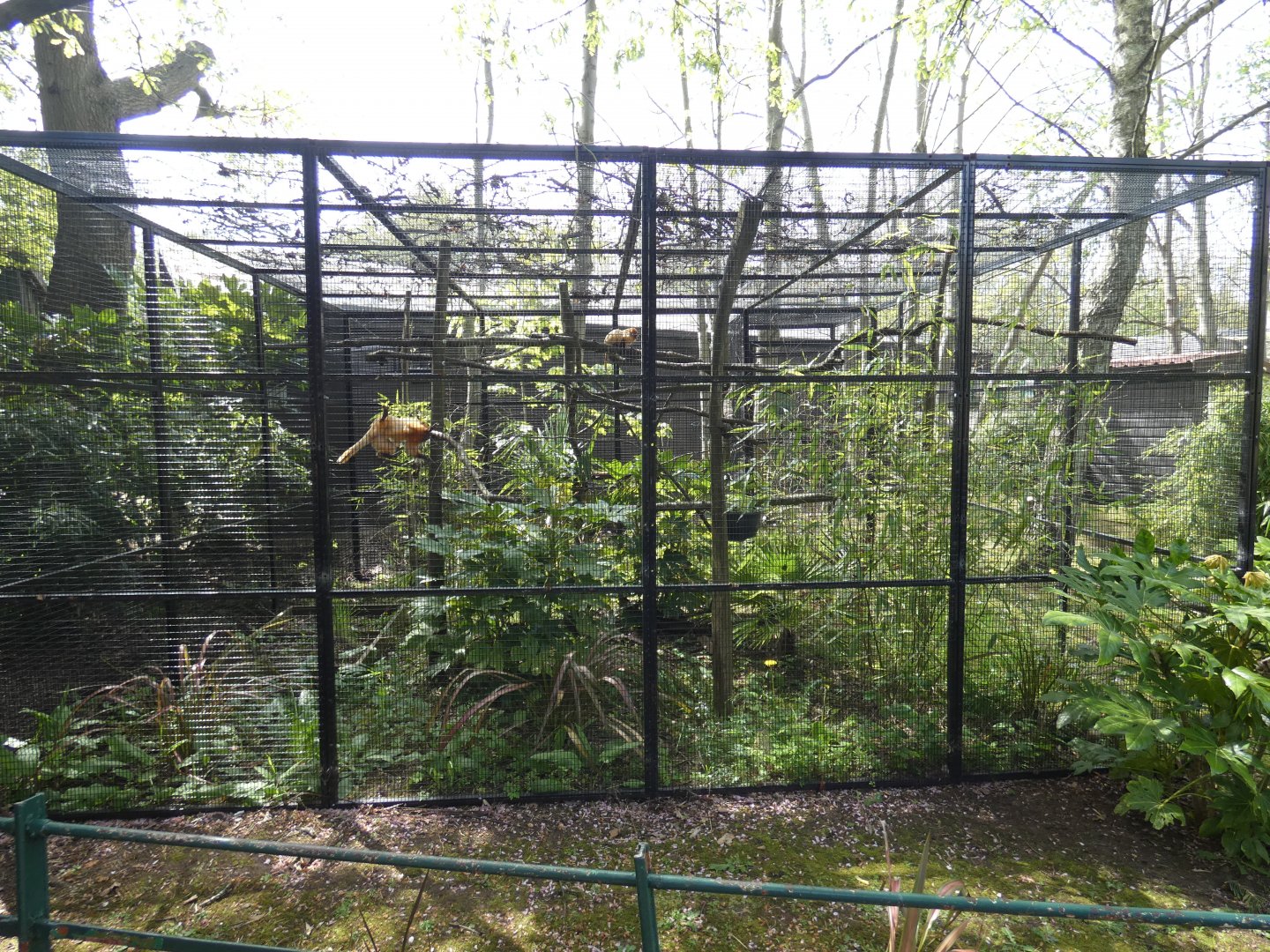 Golden lion tamarin enclosure