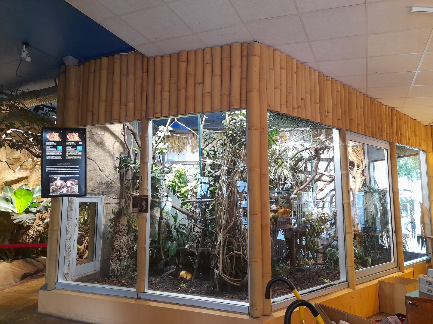 Golden lion tamarin enclosure