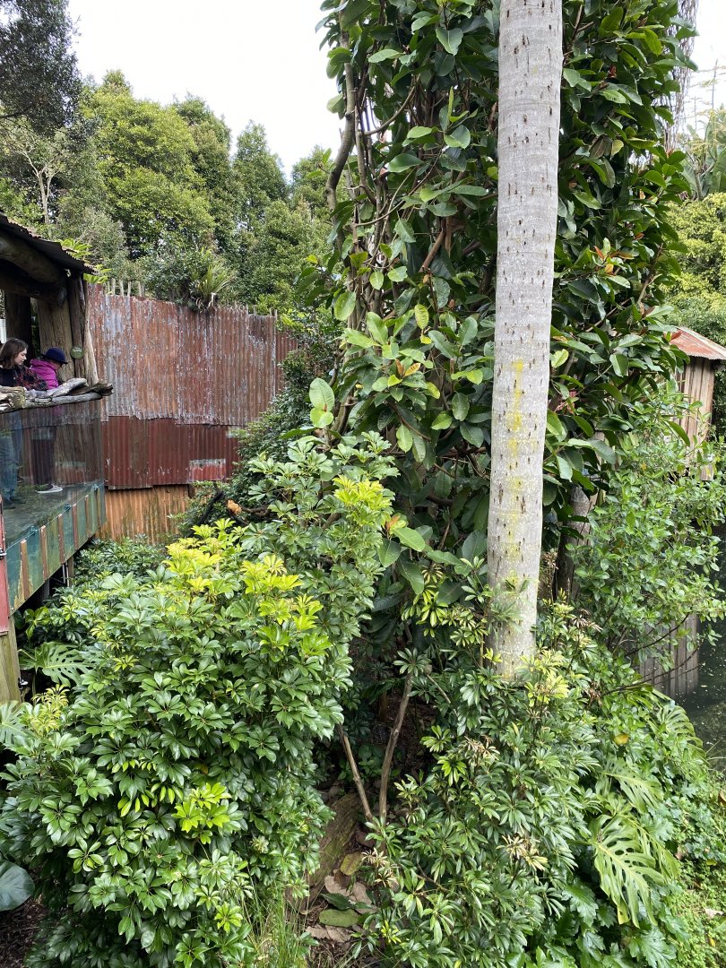 Golden Lion Tamarin enclosure