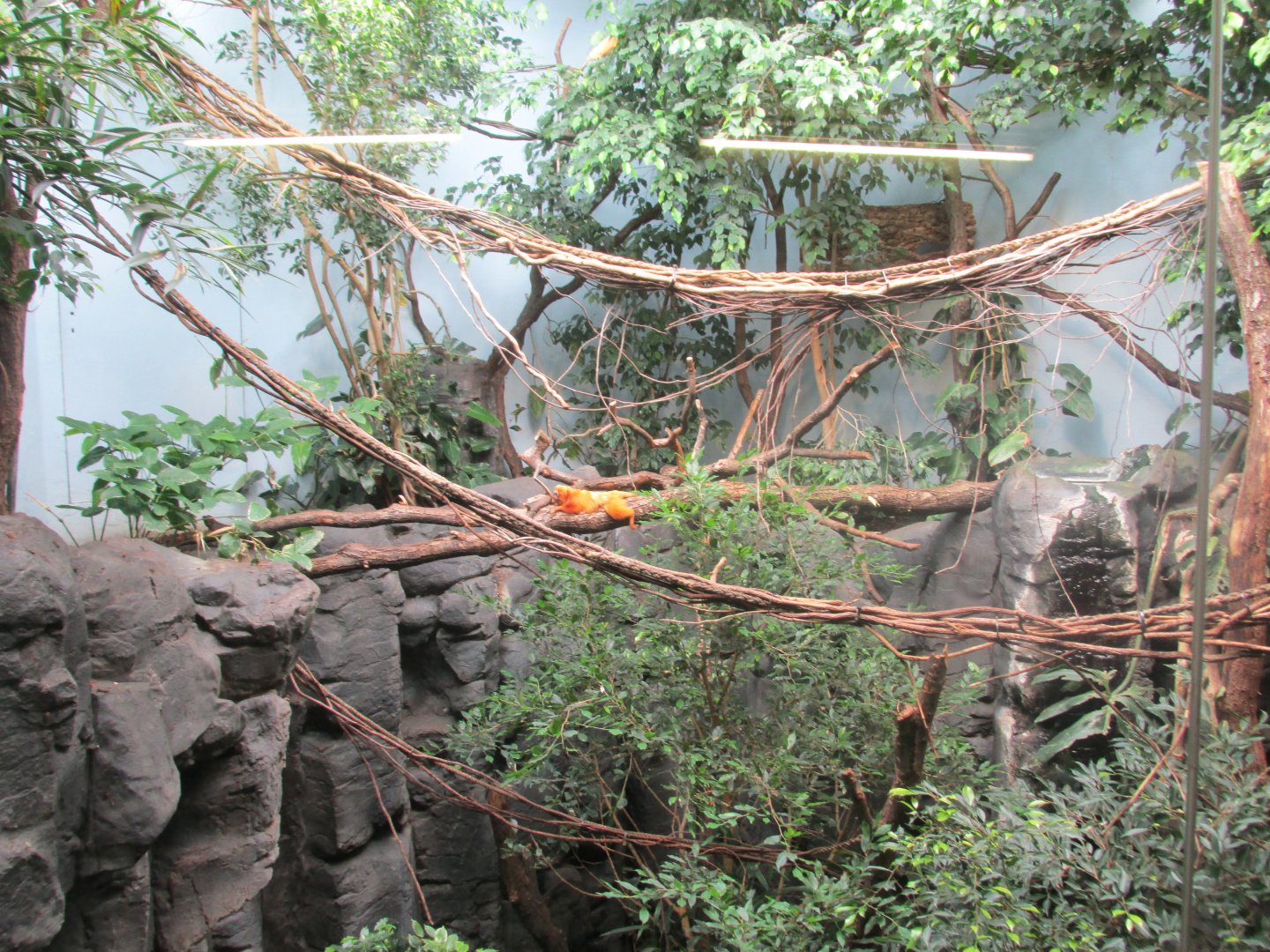 golden lion tamarin enclousure