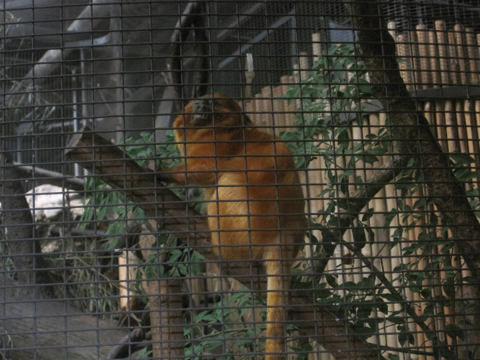 Golden-Lion Tamarin Enrichment