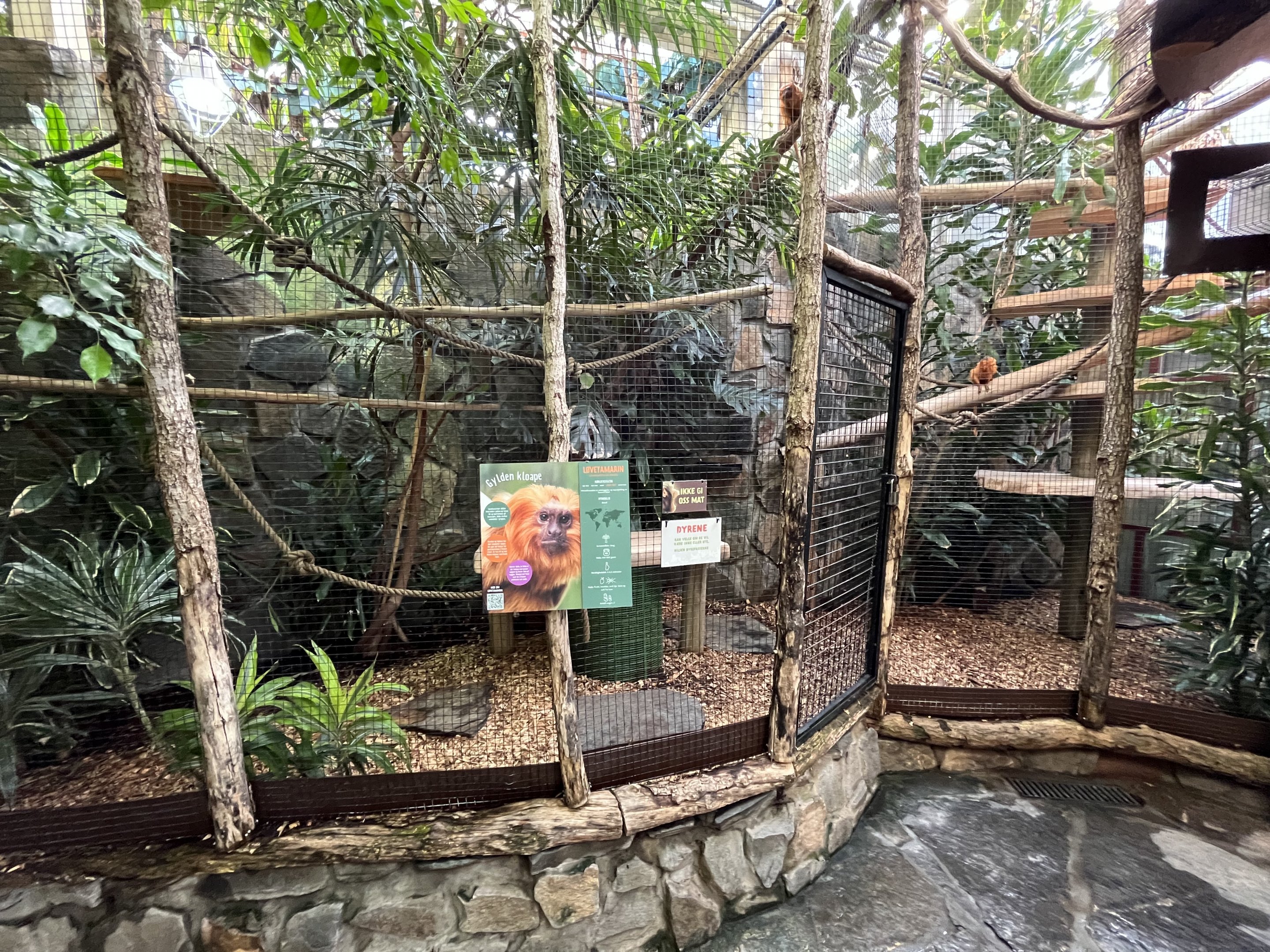 Golden Lion Tamarin Exhibit #1