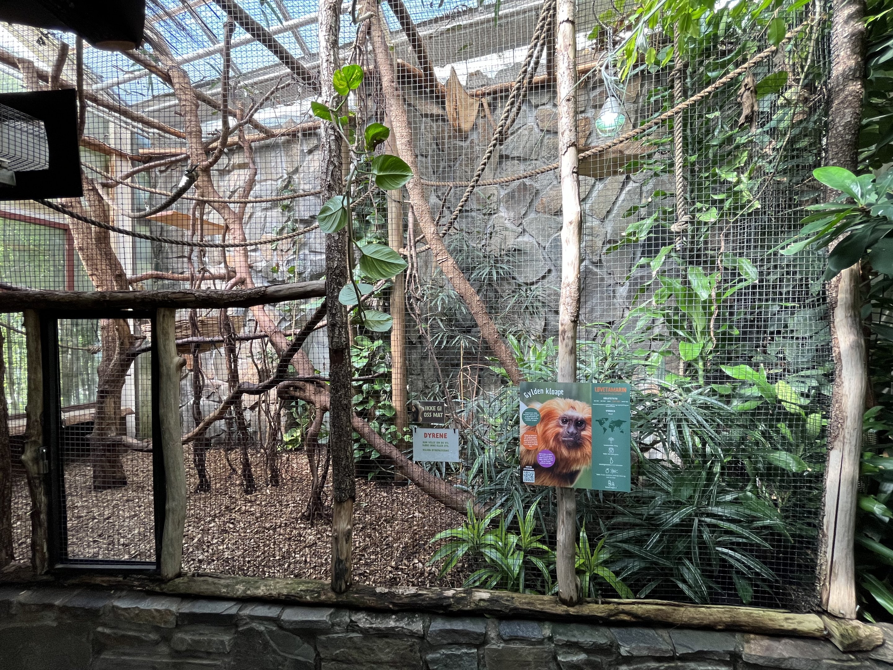 Golden Lion Tamarin Exhibit #2