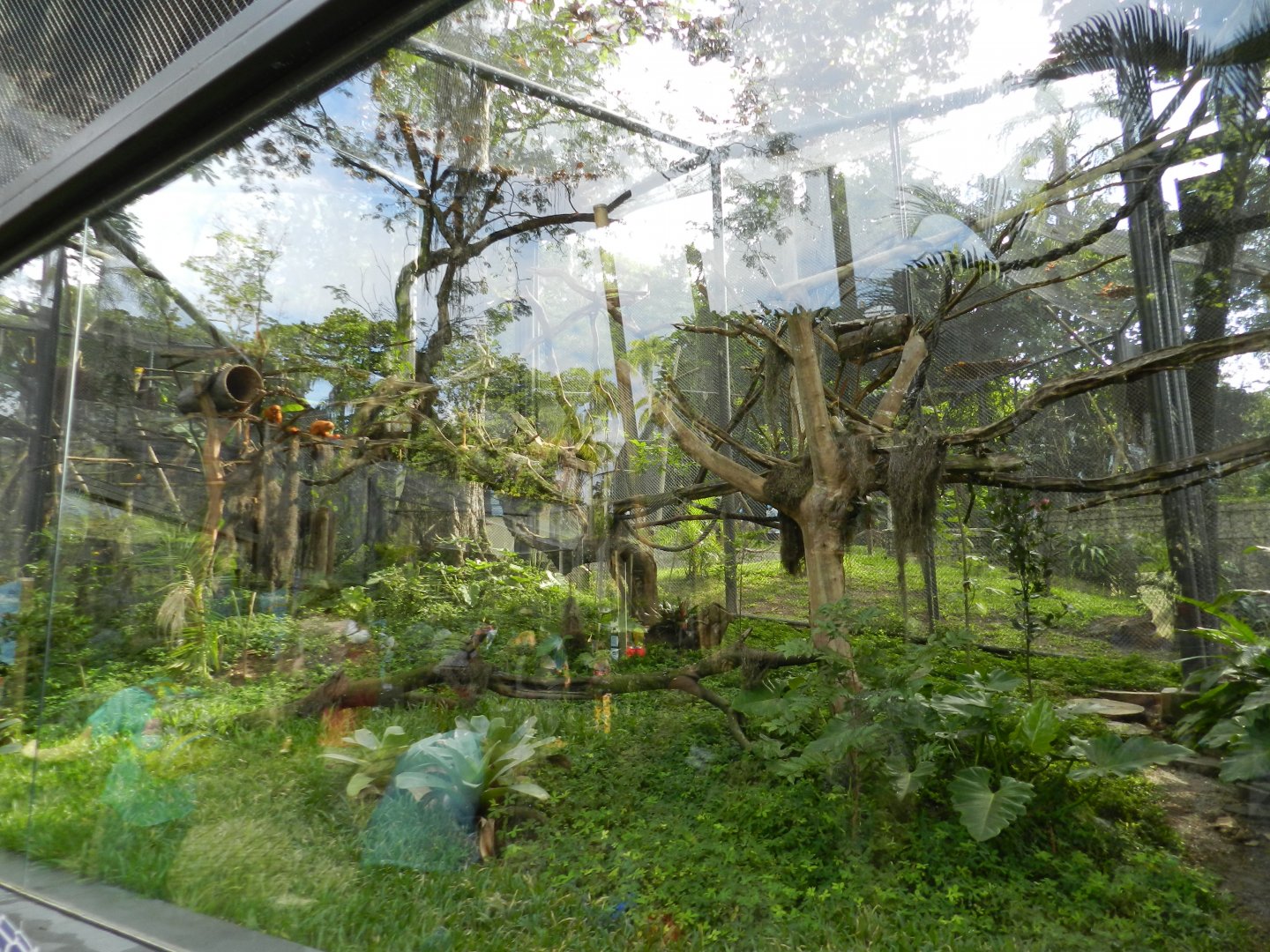 Golden-lion tamarin exhibit - BioParque do Rio