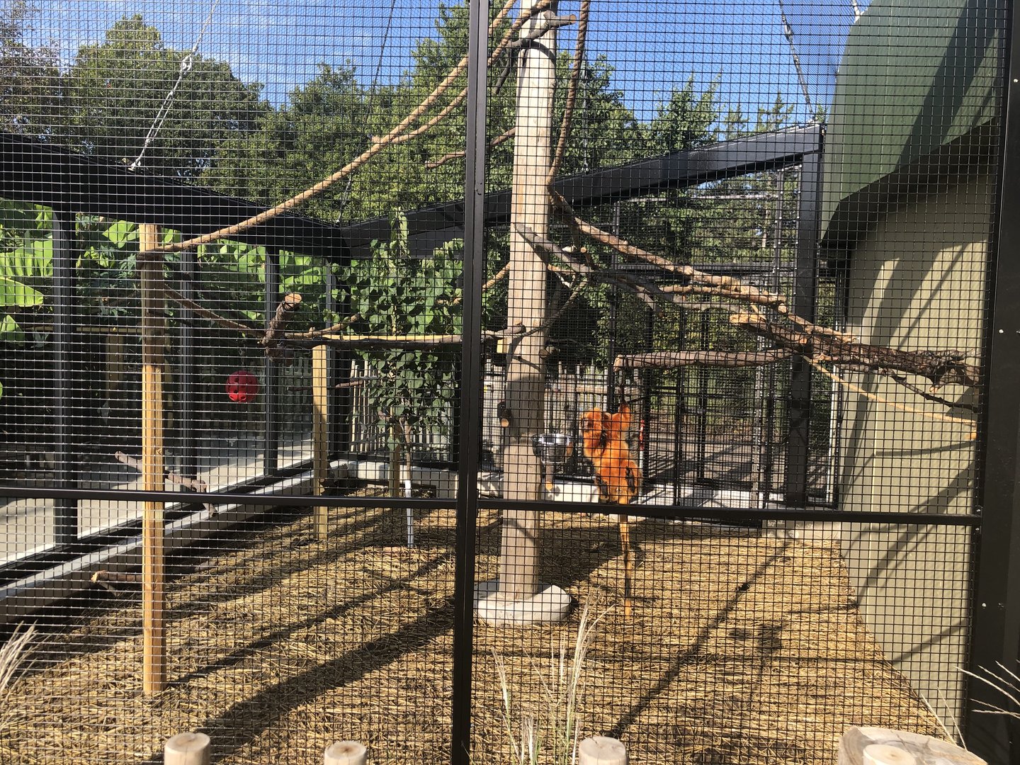 Golden Lion Tamarin Exhibit Updated