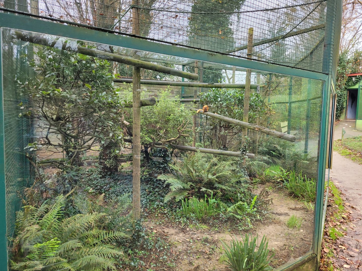 Golden lion tamarin exhibit -Zoo de Santillana del Mar (2023)