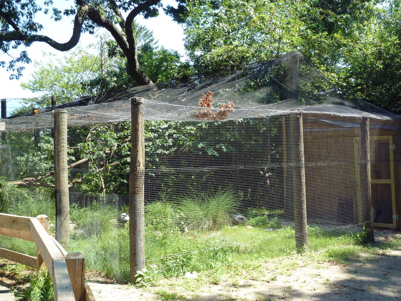 Golden Lion Tamarin Exhibit