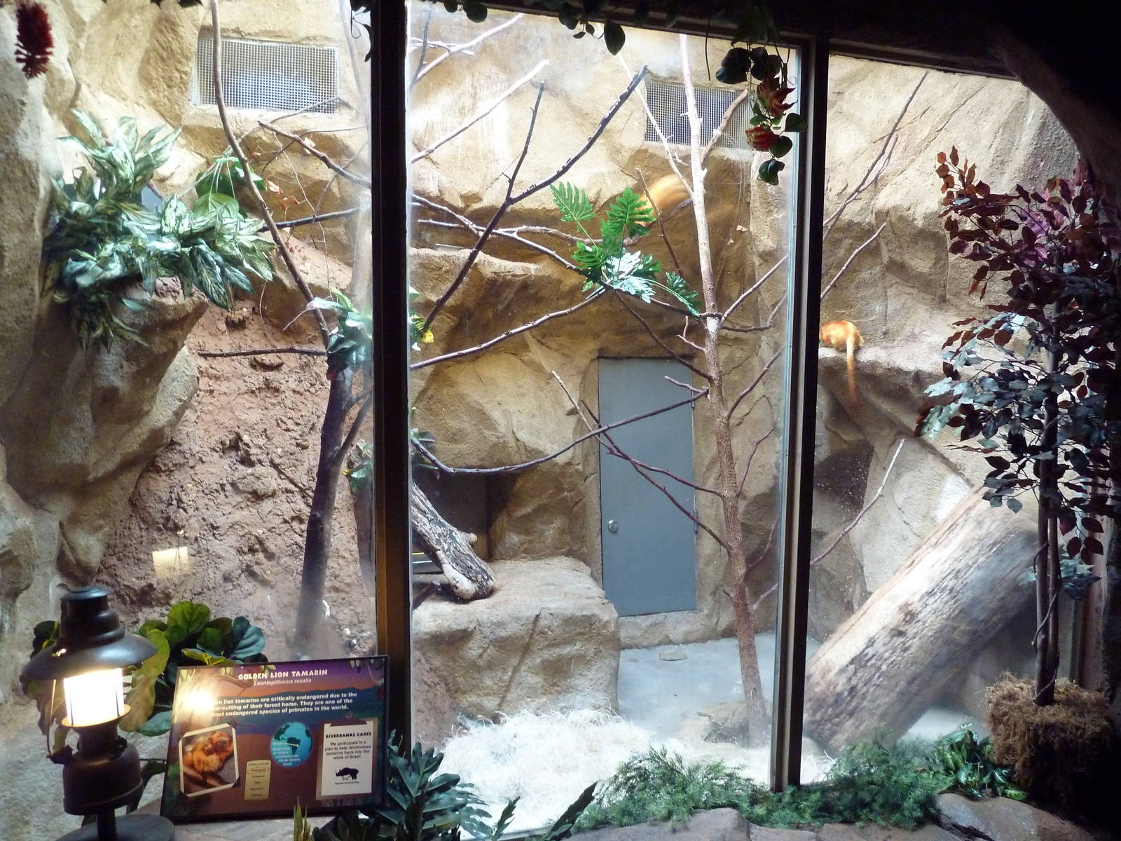 Golden Lion Tamarin Exhibit