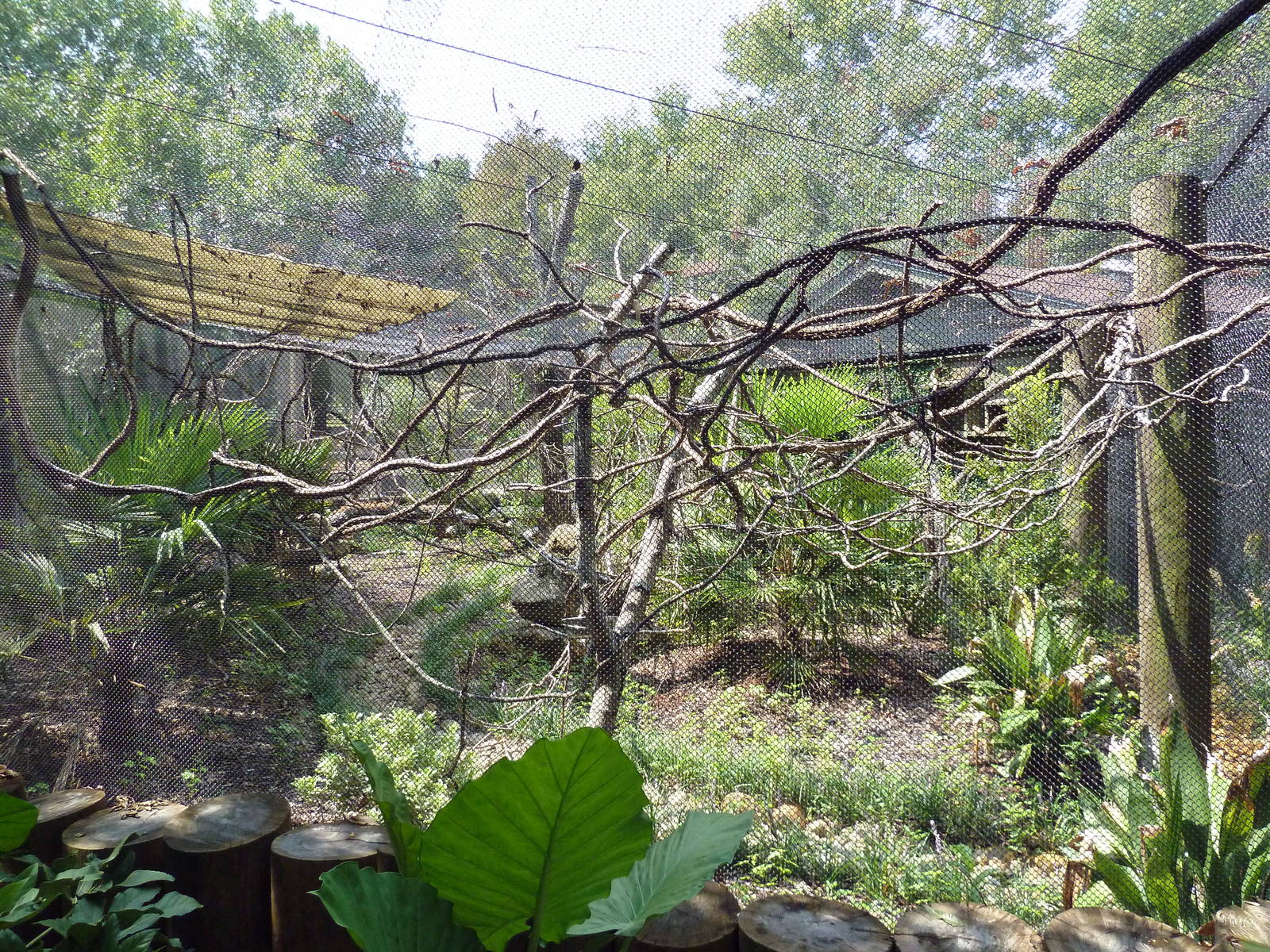Golden Lion Tamarin Exhibit