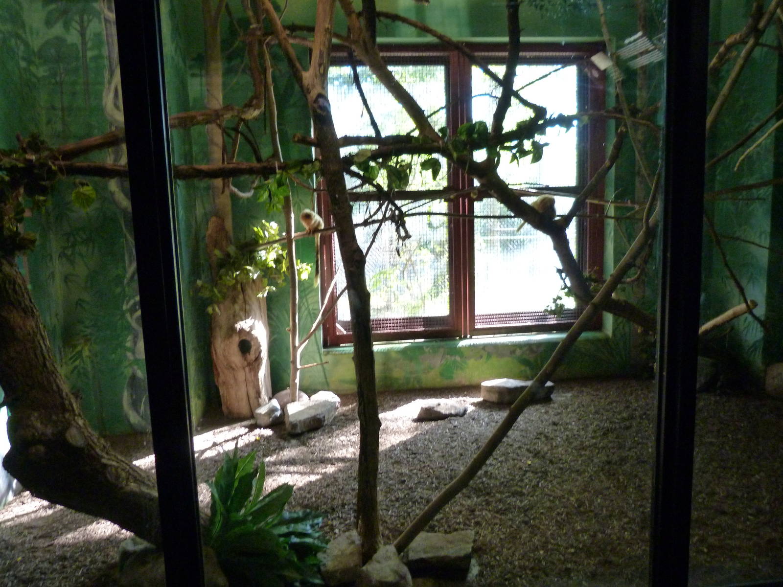 Golden Lion Tamarin Exhibit