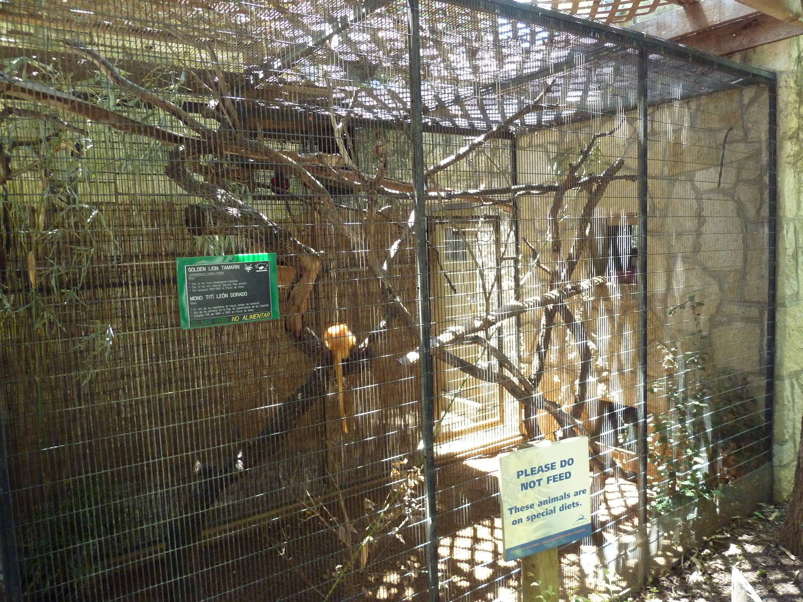 Golden Lion Tamarin Exhibit