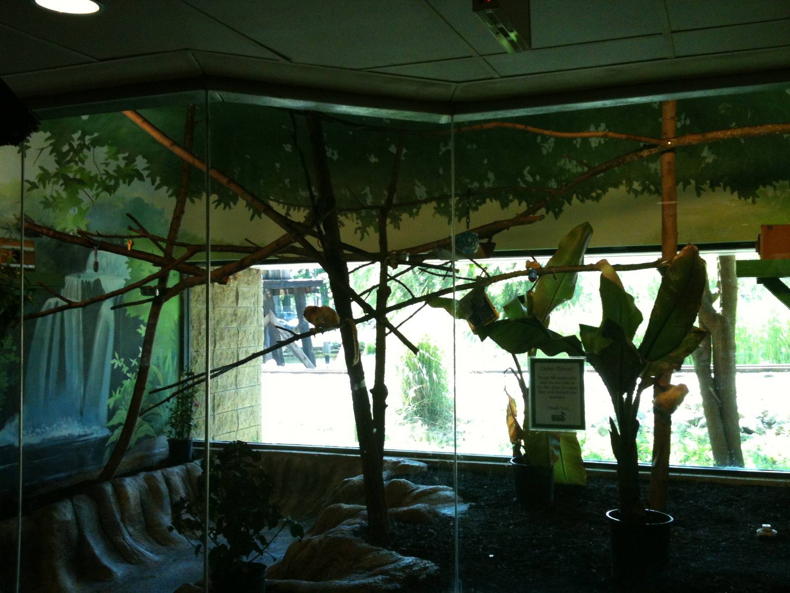 golden lion tamarin exhibit
