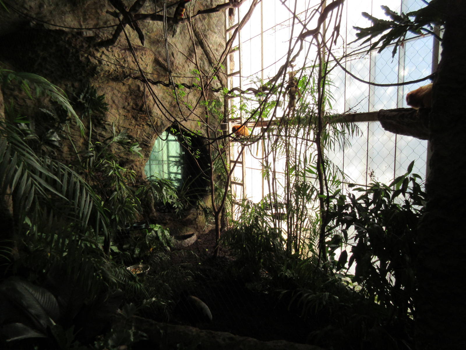 Golden Lion Tamarin Exhibit