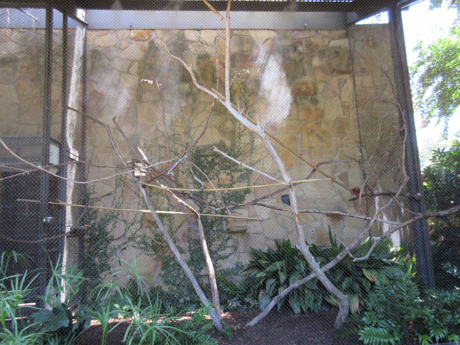 Golden Lion Tamarin Exhibit