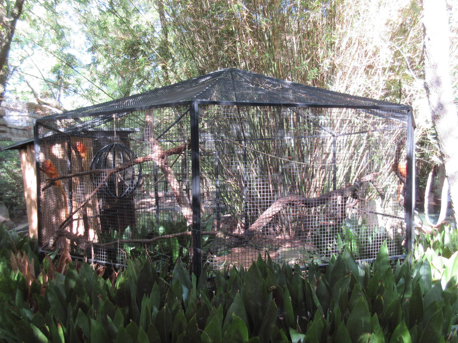 Golden Lion Tamarin Exhibit