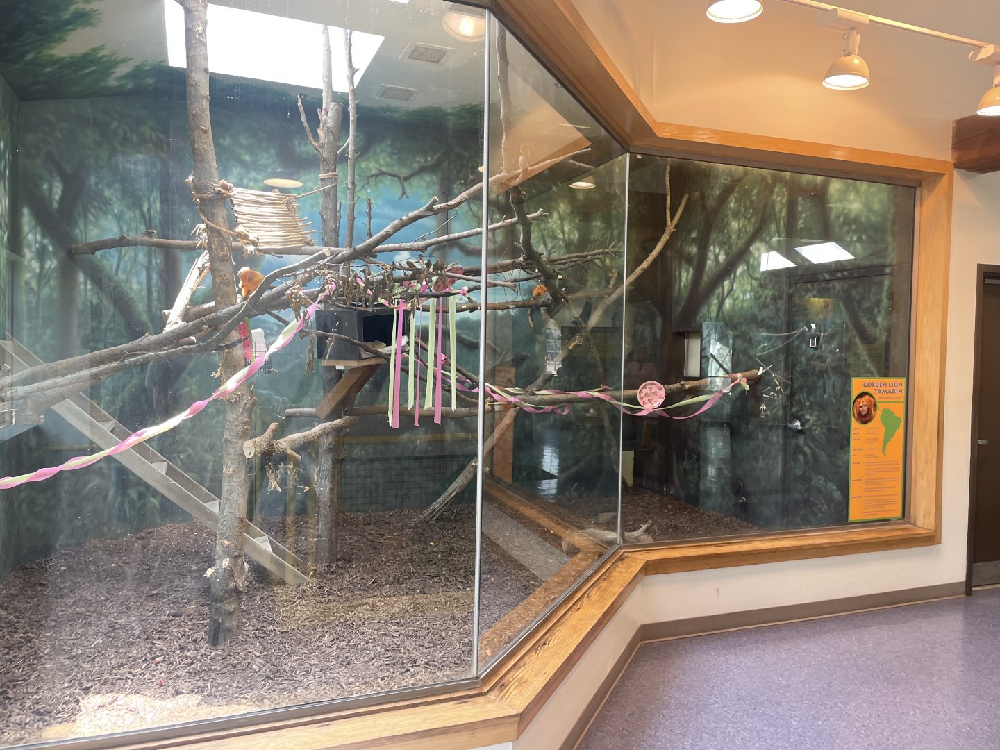 Golden Lion Tamarin Exhibit