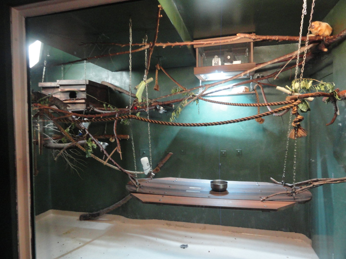 Golden Lion Tamarin Exhibit