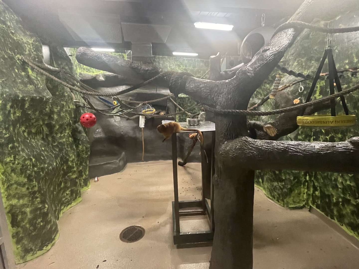 Golden Lion Tamarin Exhibit