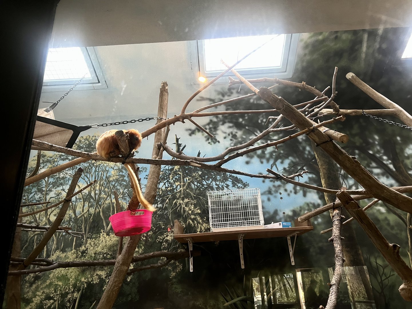 Golden Lion Tamarin Exhibit