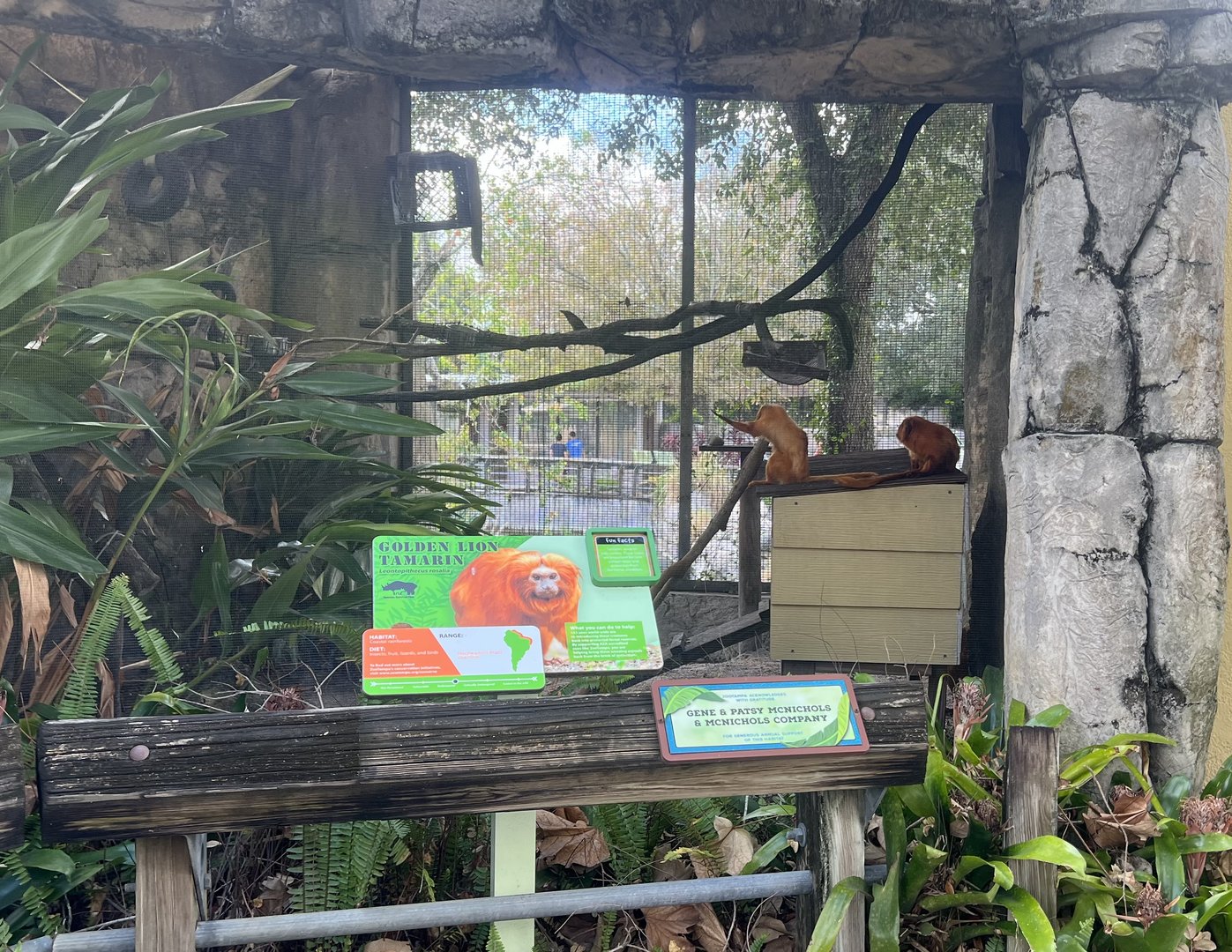 Golden Lion Tamarin Exhibit