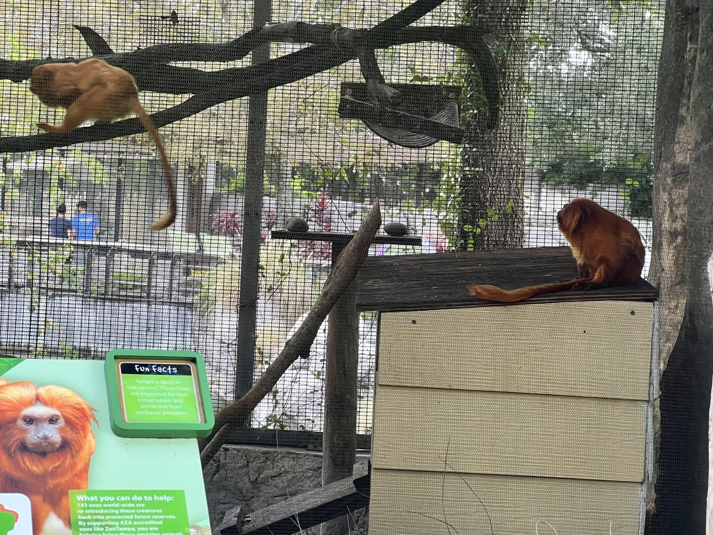 Golden Lion Tamarin Exhibit