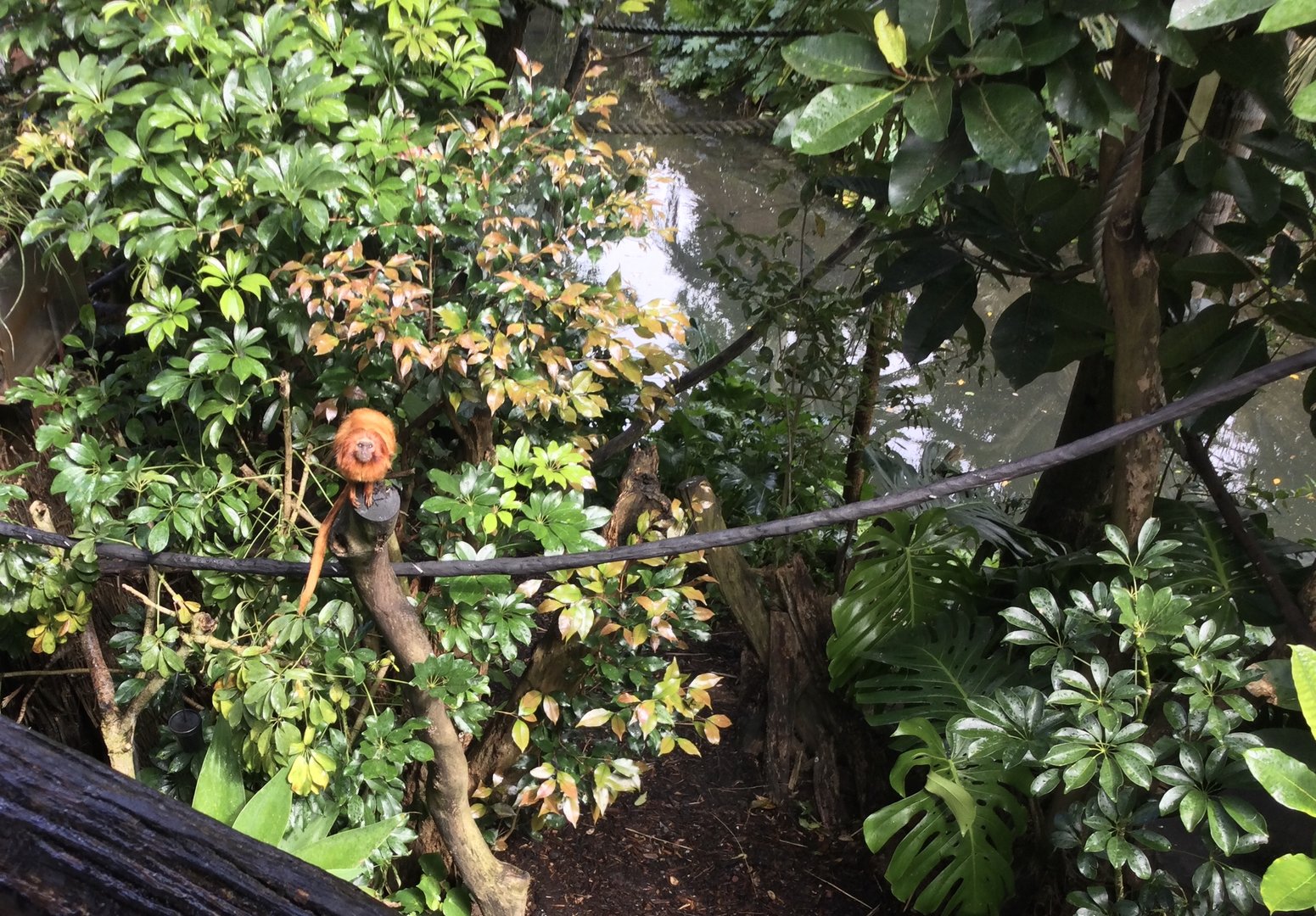Golden Lion Tamarin Exhibit