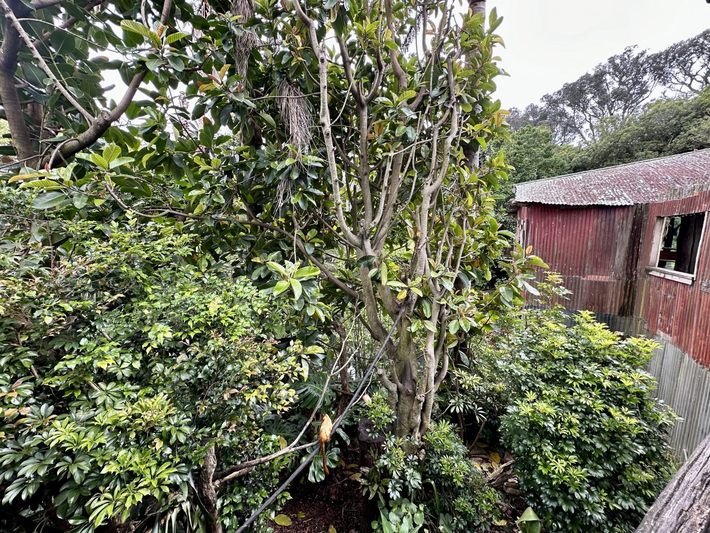 Golden Lion Tamarin Exhibit