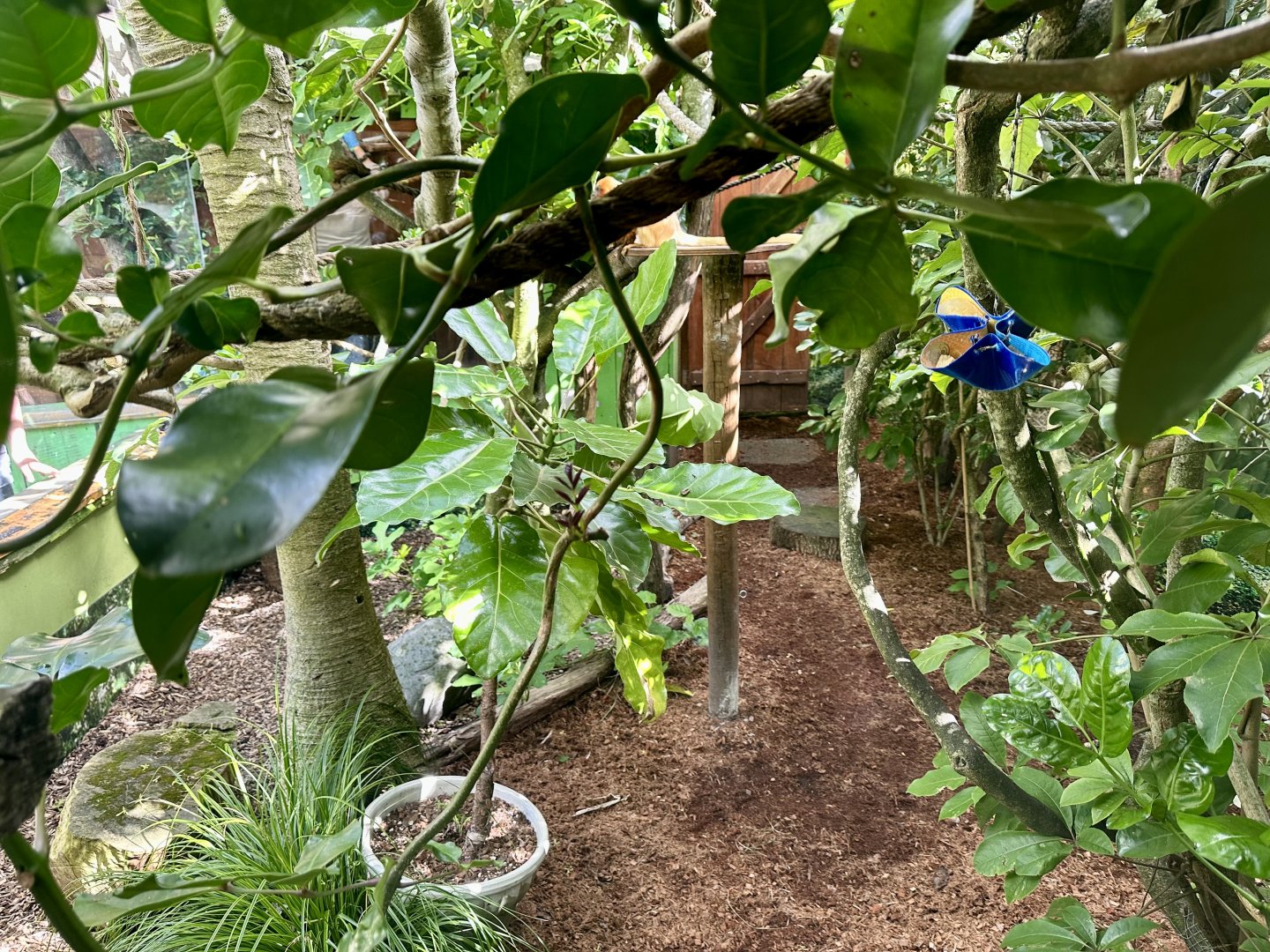 Golden Lion Tamarin Exhibit