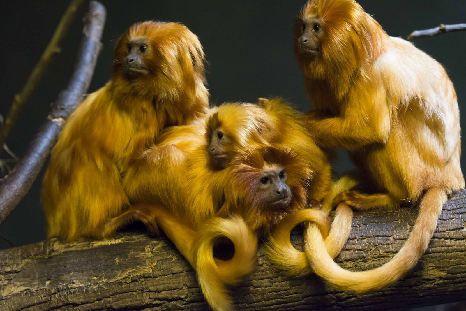 Golden Lion Tamarin Family